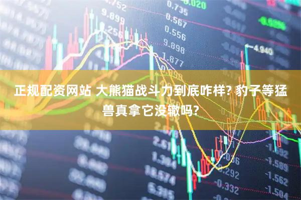 正规配资网站 大熊猫战斗力到底咋样? 豹子等猛兽真拿它没辙吗?